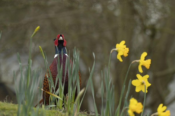 Common or Ring-necked pheasant