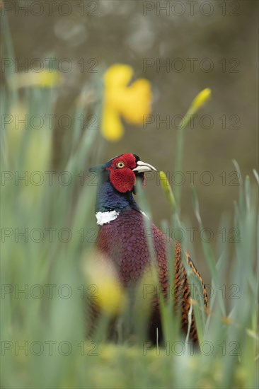 Common or Ring-necked pheasant