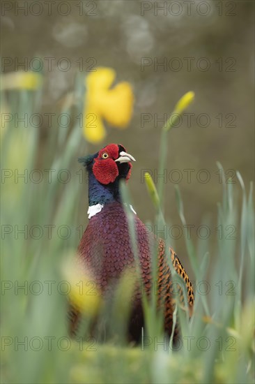 Common or Ring-necked pheasant