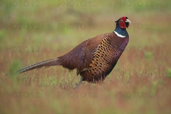 Common or Ring-necked pheasant