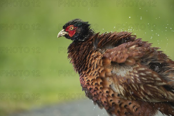 Common or Ring-necked pheasant