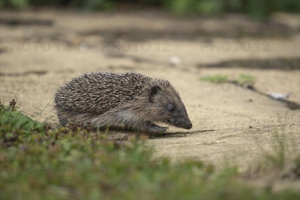 European hedgehog