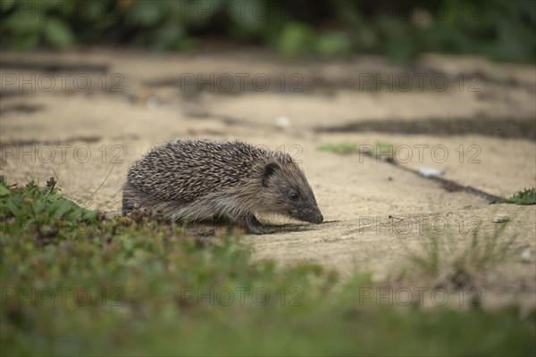 European hedgehog