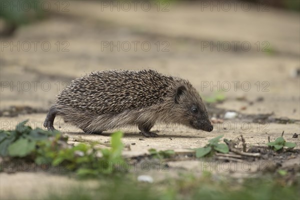 European hedgehog