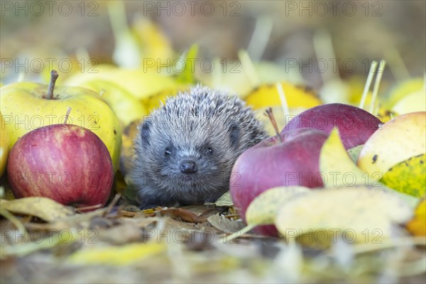 European hedgehog