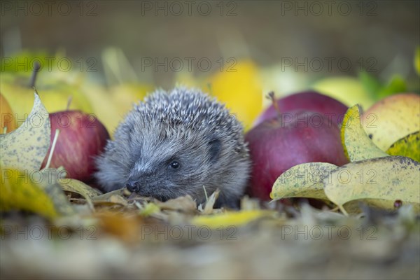 European hedgehog