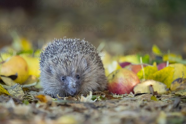 European hedgehog