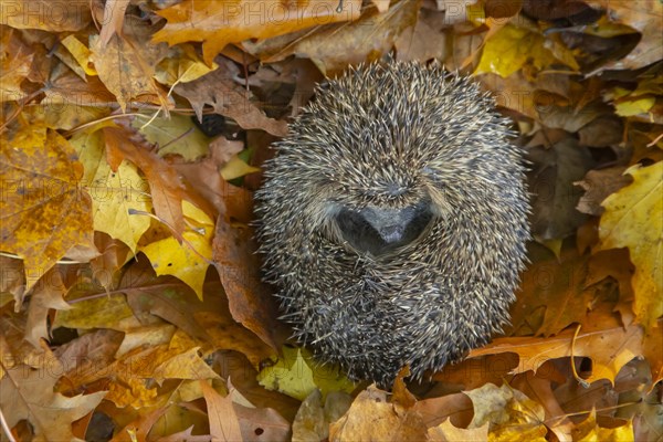 European hedgehog