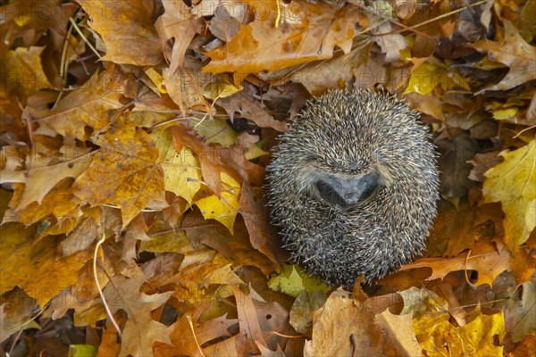 European hedgehog