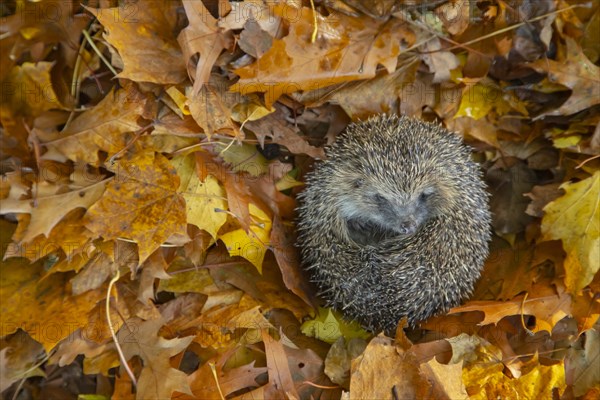 European hedgehog