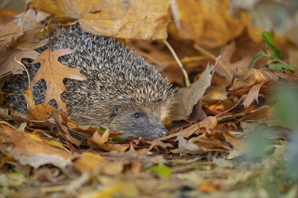 European hedgehog