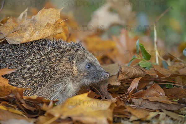 European hedgehog