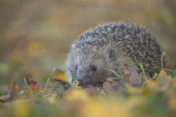 European hedgehog