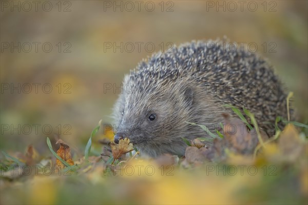 European hedgehog