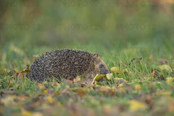 European hedgehog