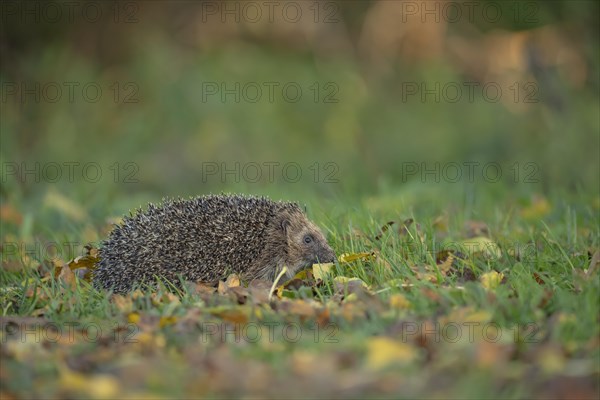 European hedgehog