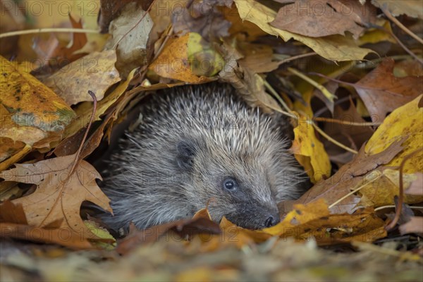 European hedgehog