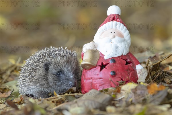 European hedgehog