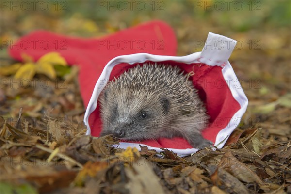 European hedgehog