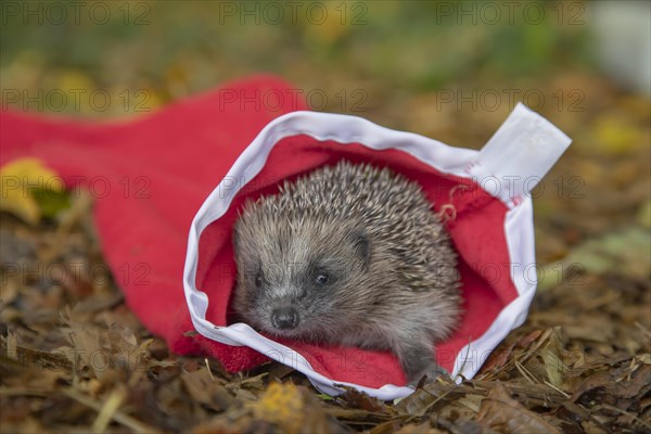 European hedgehog