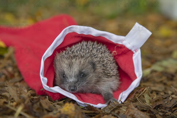 European hedgehog