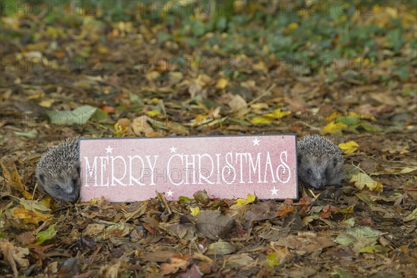 European hedgehog