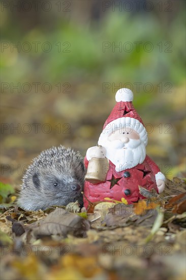 European hedgehog