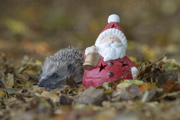 European hedgehog