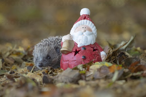 European hedgehog