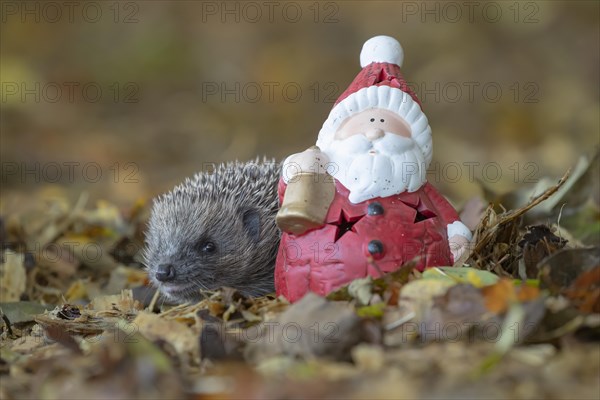 European hedgehog