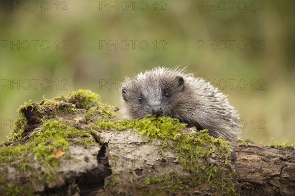 European hedgehog