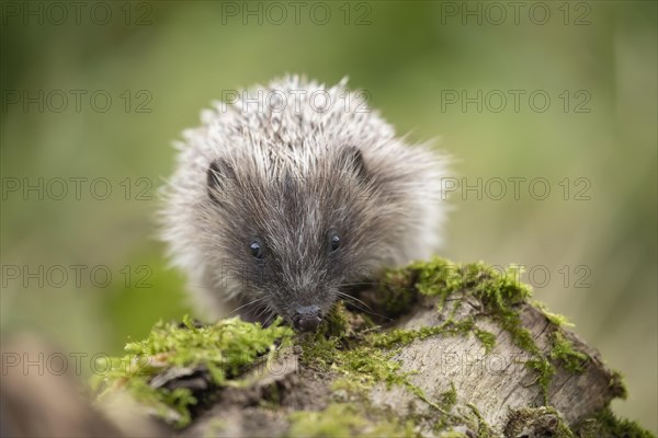 European hedgehog