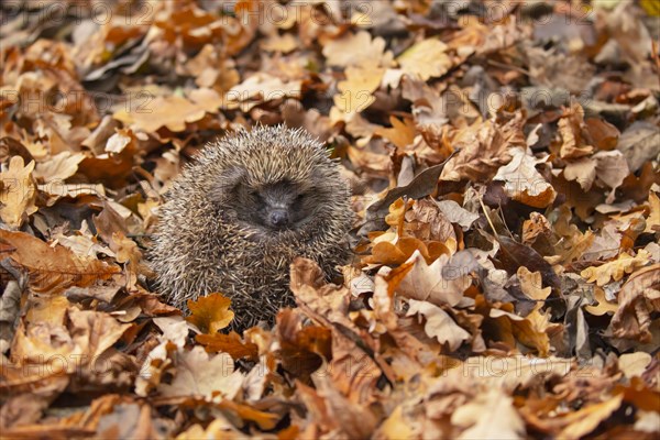 European hedgehog