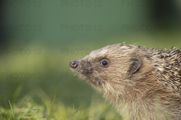 European hedgehog