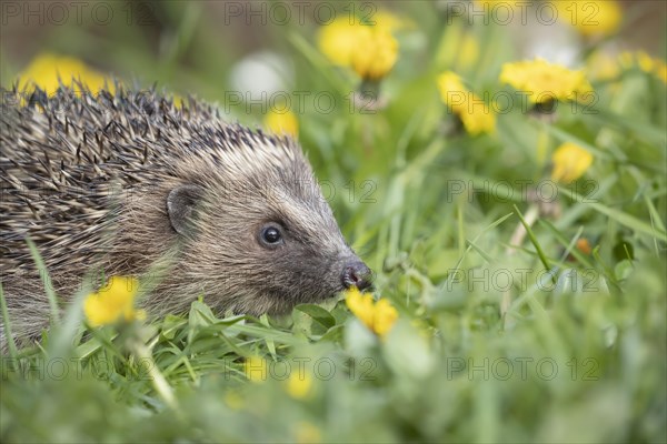 European hedgehog