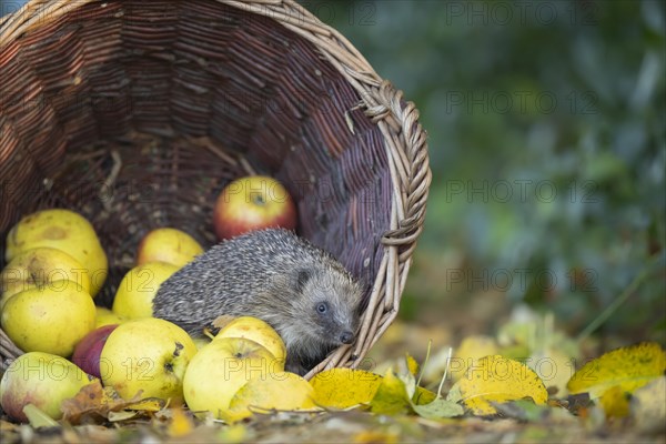 European hedgehog