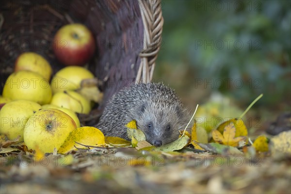 European hedgehog