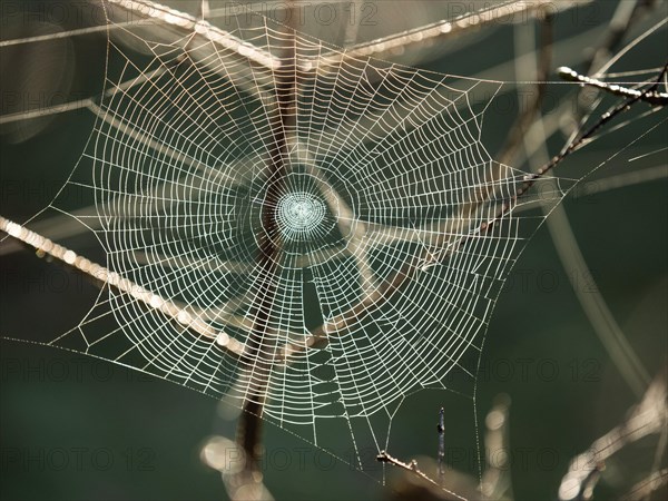 Spider's web against the light