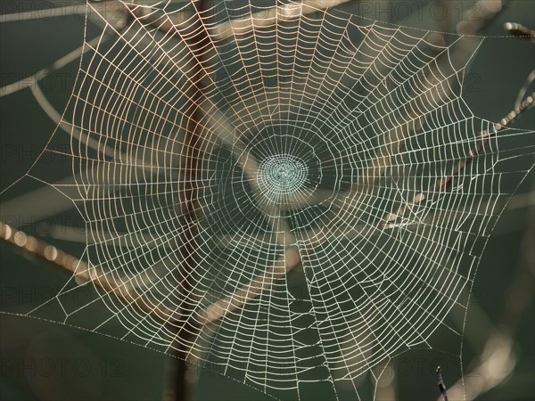 Spider's web against the light