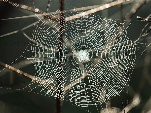 Spider's web against the light