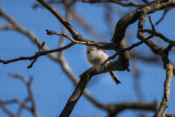 Long-tailed tit