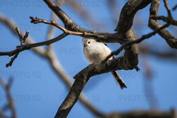 Long-tailed tit