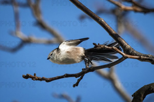 Long-tailed tit