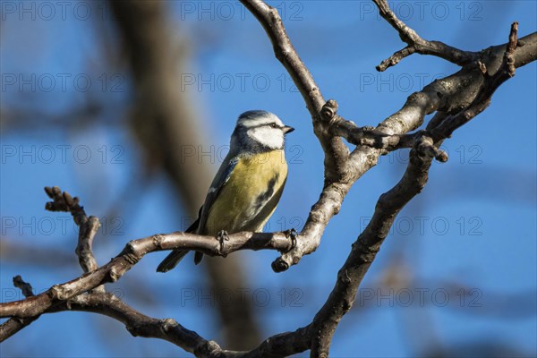 Blue Tit