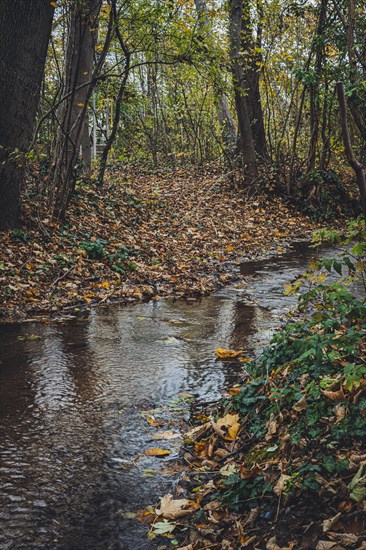 Stream with autumn leaves