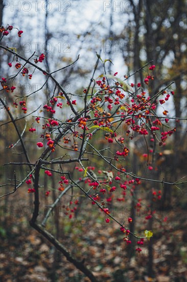 European spindle