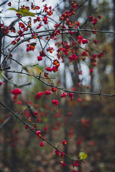 European spindle