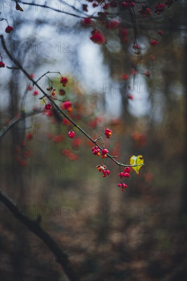 European spindle