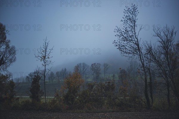 Trees in autumn mist