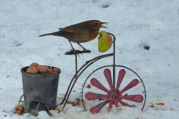 Blackbird female with open beak sitting on bicycle with pot and nuts in snow eating apple seen right